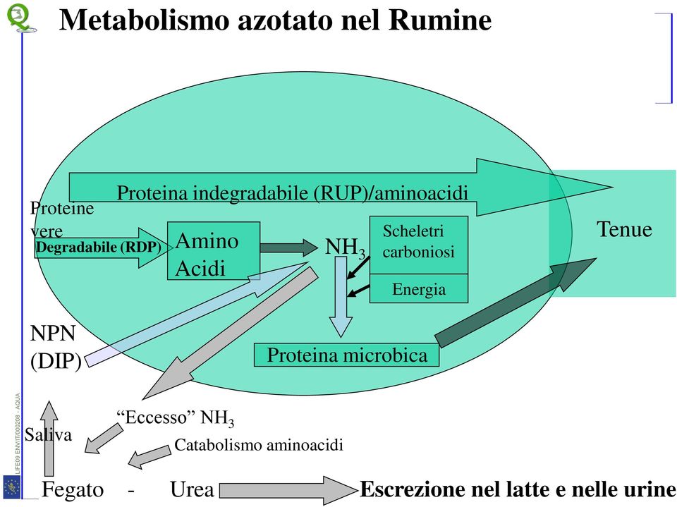 carboniosi Energia Tenue NPN (DIP) Proteina microbica Saliva Eccesso