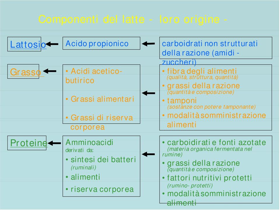 tamponante) modalità somministrazione alimenti Proteine Amminoacidi derivati da: sintesi dei batteri (ruminali) alimenti riserva corporea carboidirati e fonti