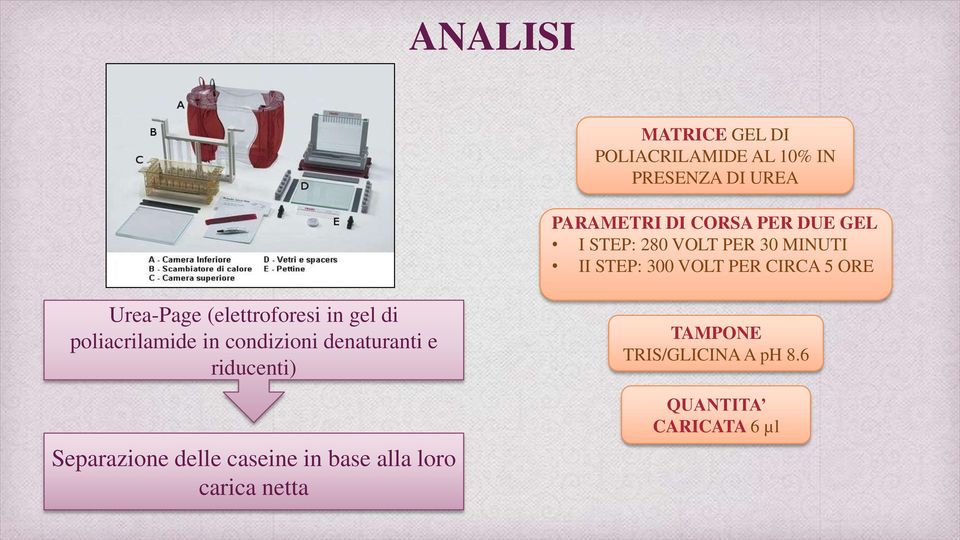 (elettroforesi in gel di poliacrilamide in condizioni denaturanti e riducenti)