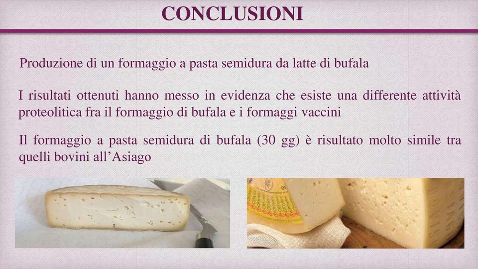 proteolitica fra il formaggio di bufala e i formaggi vaccini Il formaggio a