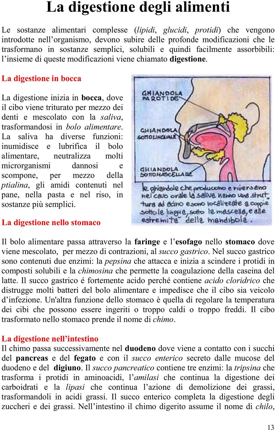 La digestione in bocca La digestione inizia in bocca, dove il cibo viene triturato per mezzo dei denti e mescolato con la saliva, trasformandosi in bolo alimentare.