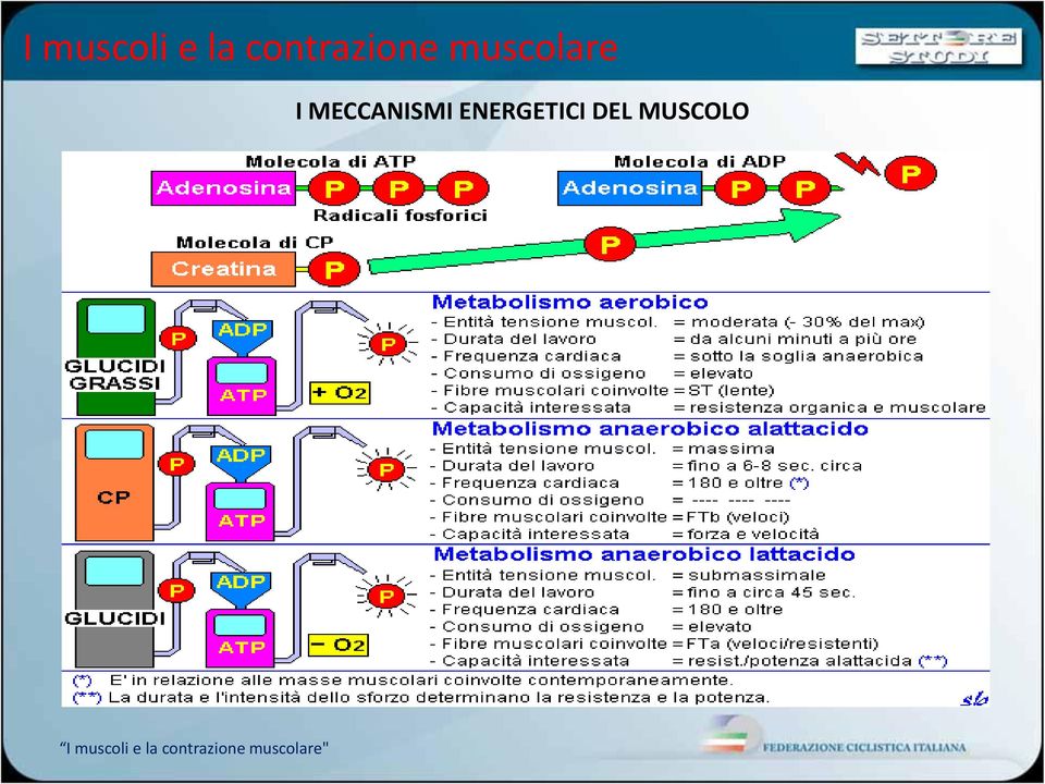 ENERGETICI DEL MUSCOLO 