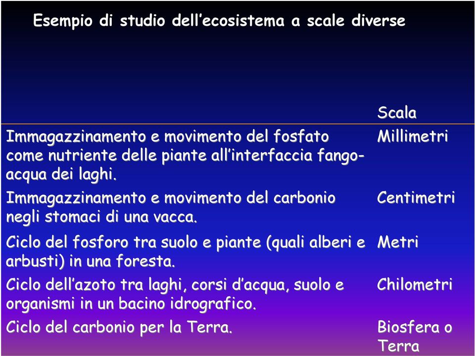 Ciclo del fosforo tra suolo e piante (quali alberi e arbusti) in una foresta.