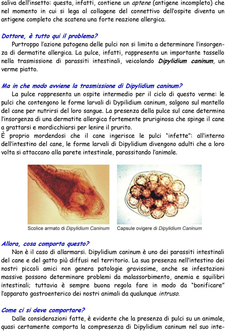 La pulce, infatti, rappresenta un importante tassello nella trasmissione di parassiti intestinali, veicolando Dipylidium caninum, un verme piatto.