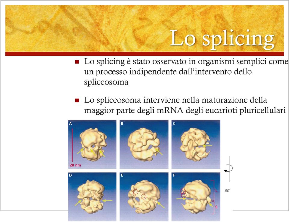 spliceosoma Lo spliceosoma interviene nella maturazione