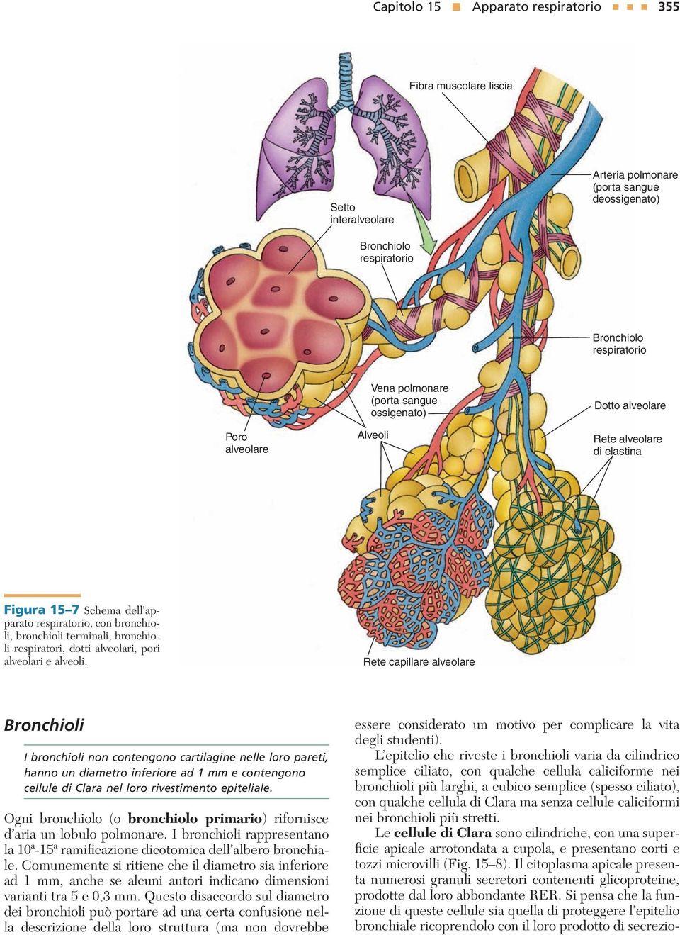 dotti alveolari, pori alveolari e alveoli.
