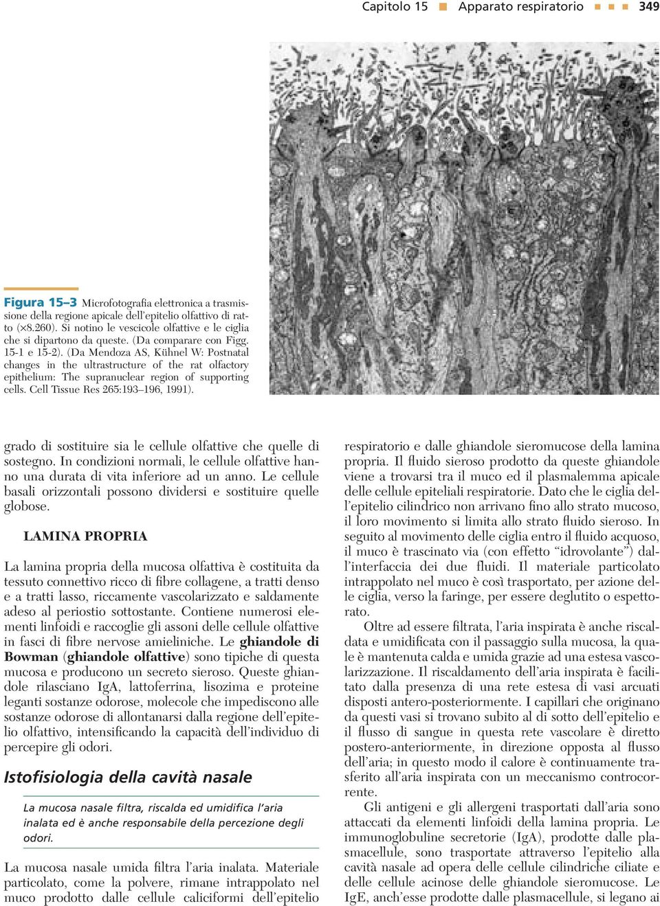 (Da Mendoza AS, Kühnel W: Postnatal changes in the ultrastructure of the rat olfactory epithelium: The supranuclear region of supporting cells. Cell Tissue Res 265:193 196, 1991).