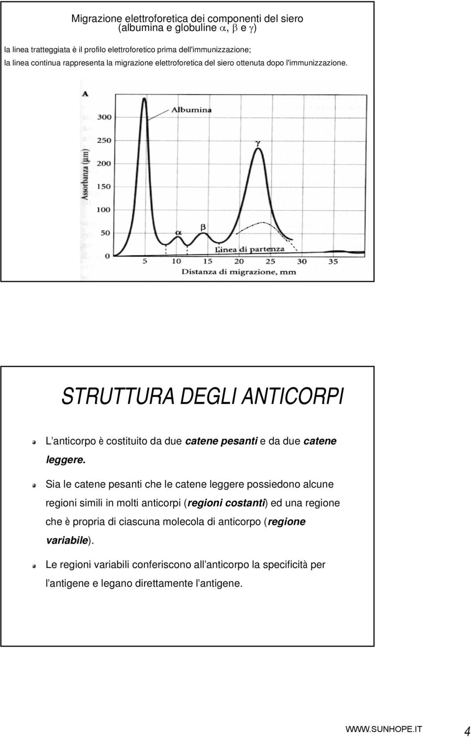 STRUTTURA DEGLI ANTICORPI L anticorpo è costituito da due catene pesanti e da due catene leggere.