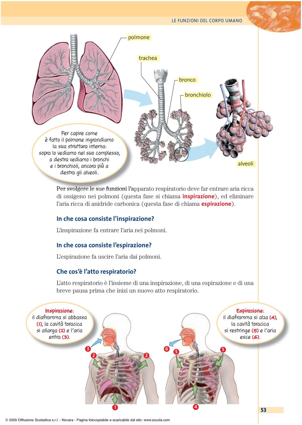 ` alveoli Per svolgere le sue funzioni l apparato respiratorio deve far entrare aria ricca di ossigeno nei polmoni (questa fase si chiama inspirazione), ed eliminare l aria ricca di anidride