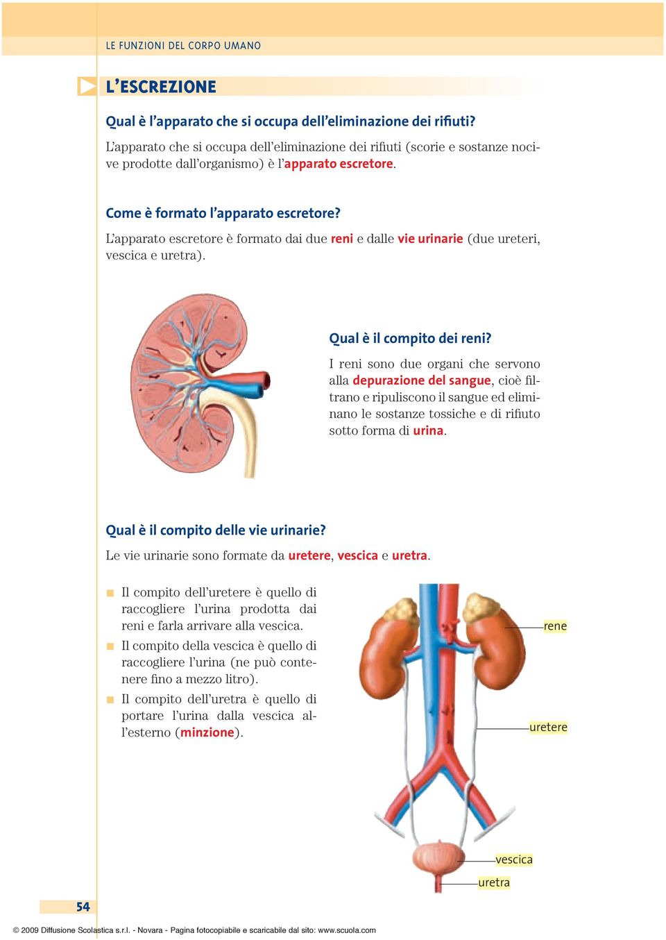 L apparato escretore è formato dai due reni e dalle vie urinarie (due ureteri, vescica e uretra). Qual è il compito dei reni?