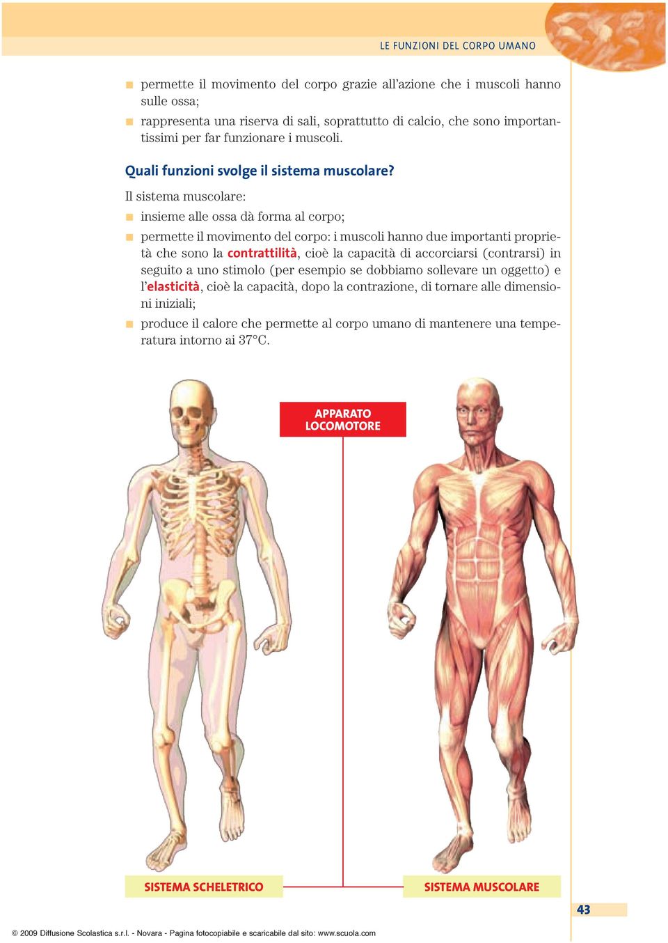 Il sistema muscolare: insieme alle ossa dà forma al corpo; permette il movimento del corpo: i muscoli hanno due importanti proprietà che sono la contrattilità, cioè la capacità di
