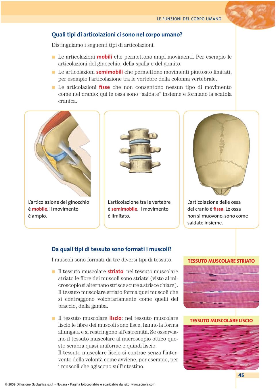Le articolazioni semimobili che permettono movimenti piuttosto limitati, per esempio l articolazione tra le vertebre della colonna vertebrale.