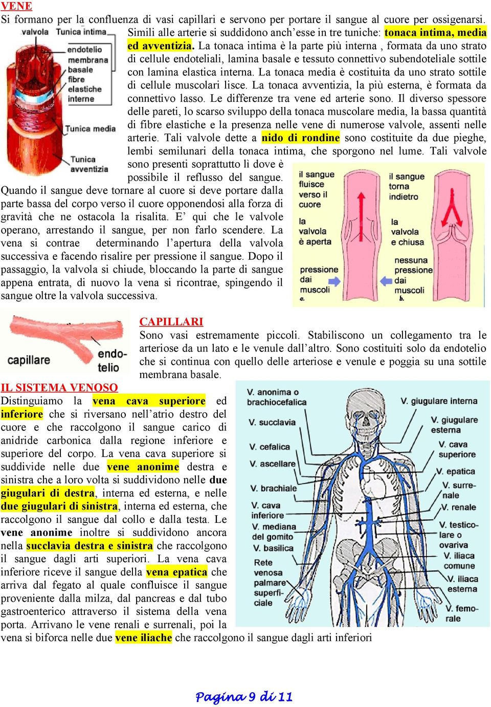 La tonaca intima è la parte più interna, formata da uno strato di cellule endoteliali, lamina basale e tessuto connettivo subendoteliale sottile con lamina elastica interna.