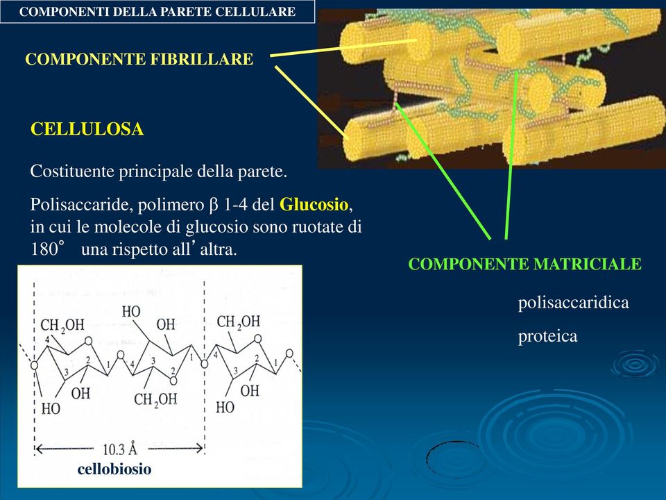 Polisaccaride, polimero β 1-4 del Glucosio, in cui le molecole di