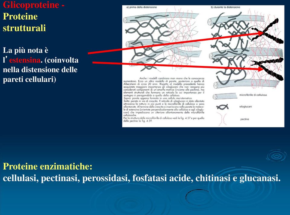 (coinvolta nella distensione delle pareti cellulari)