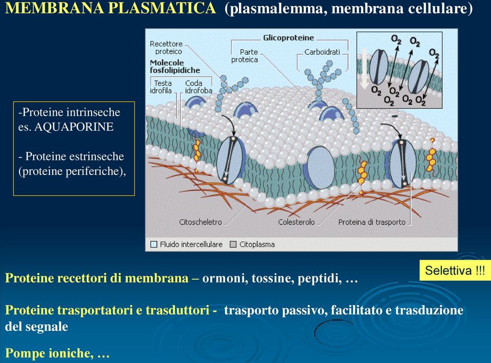 membrana ormoni, tossine, peptidi, Selettiva!