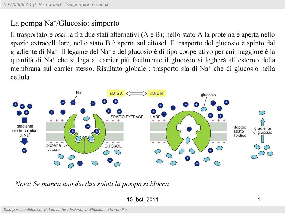 aperta nello spazio extracellulare, nello stato B è aperta sul citosol. Il trasporto del glucosio è spinto dal gradiente di Na +.