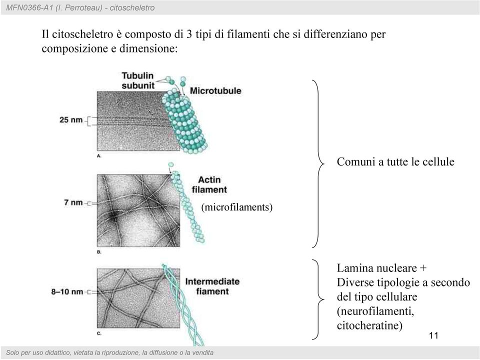 filamenti che si differenziano per composizione e dimensione: Comuni a