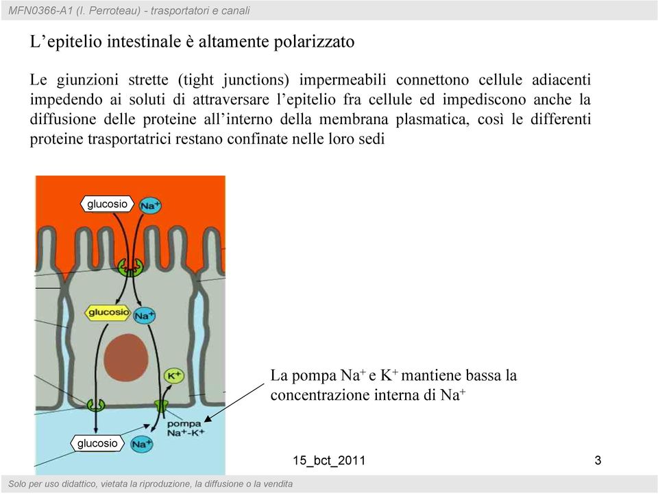 impermeabili connettono cellule adiacenti impedendo ai soluti di attraversare l epitelio fra cellule ed impediscono anche la