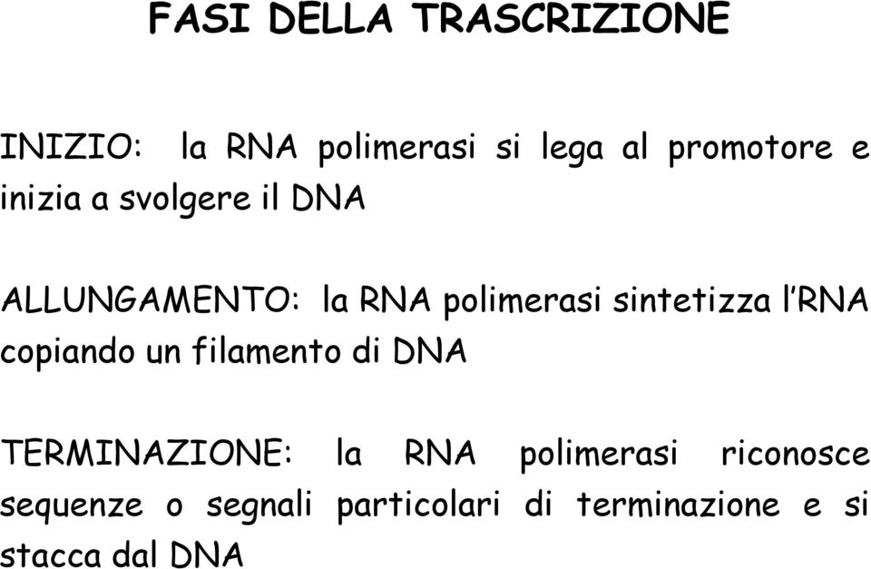 l RNA copiando un filamento di DNA TERMINAZIONE: la RNA polimerasi