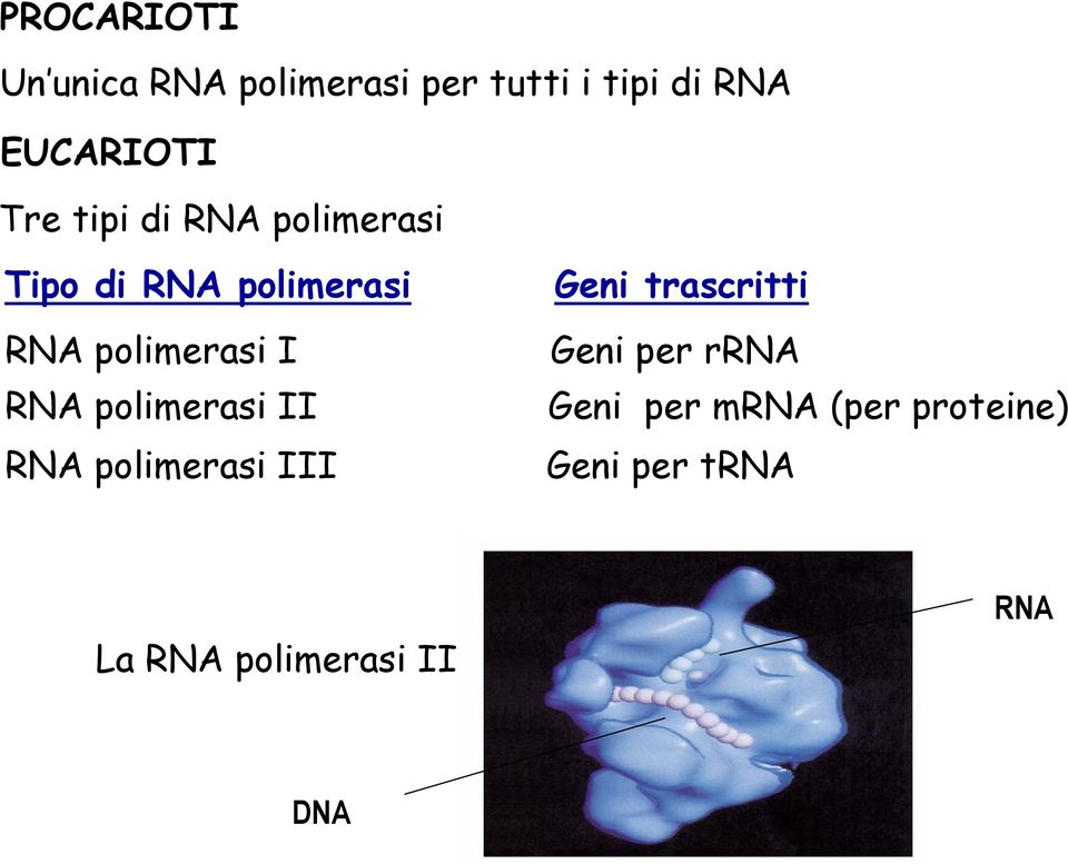 RNA polimerasi I Geni per rrna RNA polimerasi II Geni per mrna (per