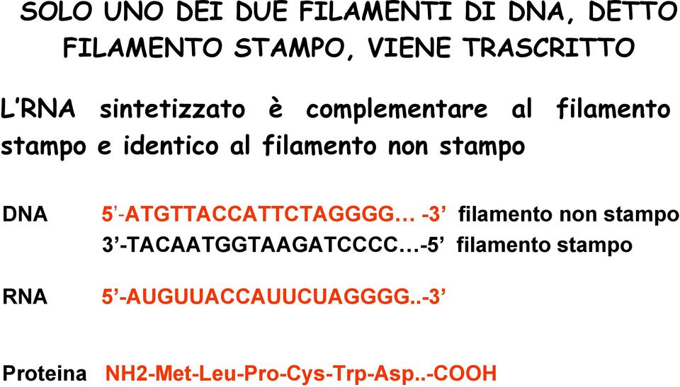 stampo DNA RNA 5 -ATGTTACCATTCTAGGGG -3 filamento non stampo 3 -TACAATGGTAAGATCCCC
