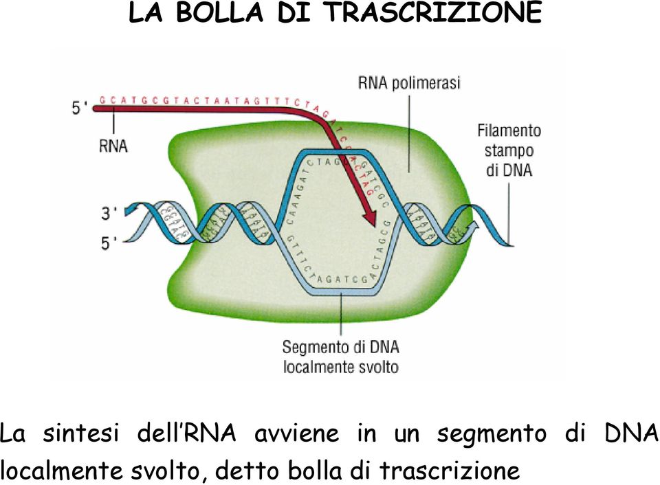 segmento di DNA localmente