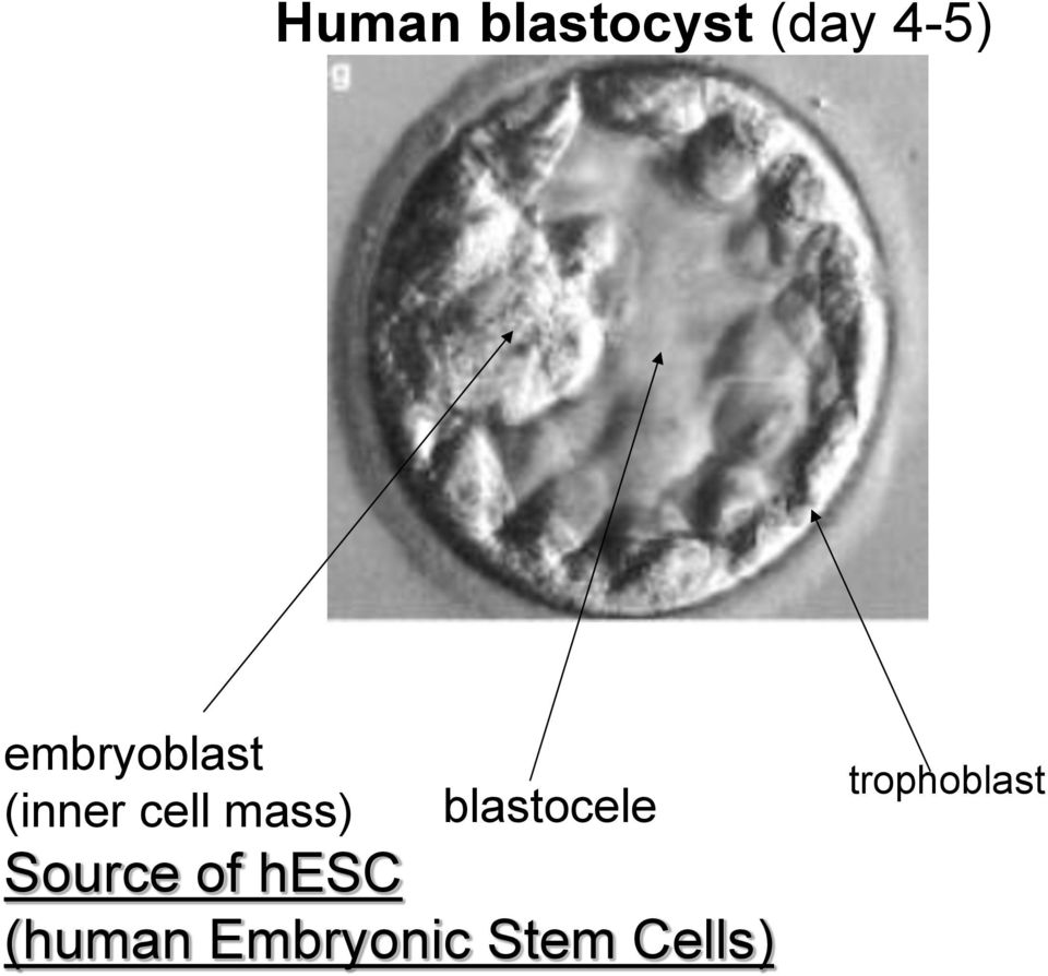 blastocele Source of hesc