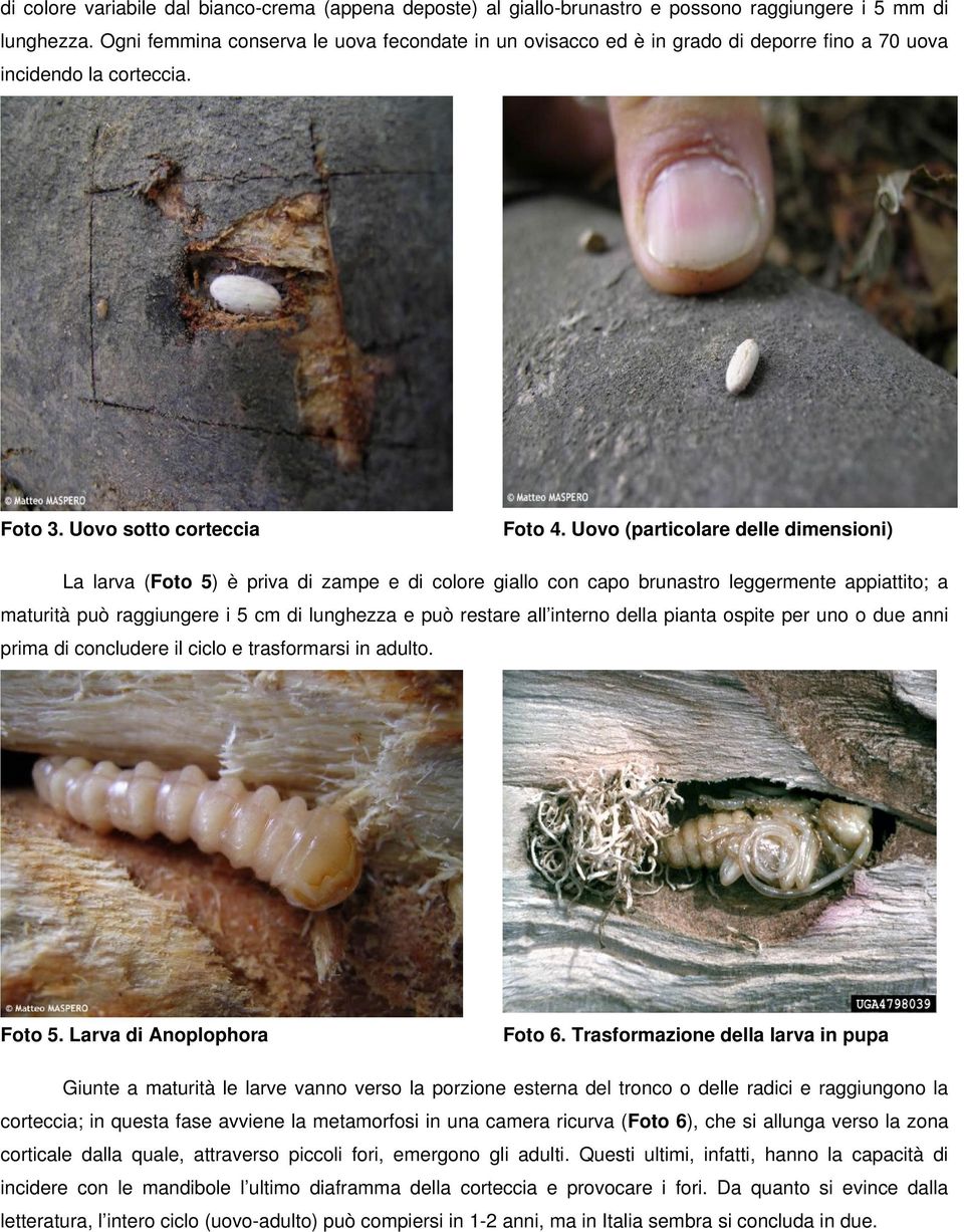 Uovo (particolare delle dimensioni) La larva (Foto 5) è priva di zampe e di colore giallo con capo brunastro leggermente appiattito; a maturità può raggiungere i 5 cm di lunghezza e può restare all