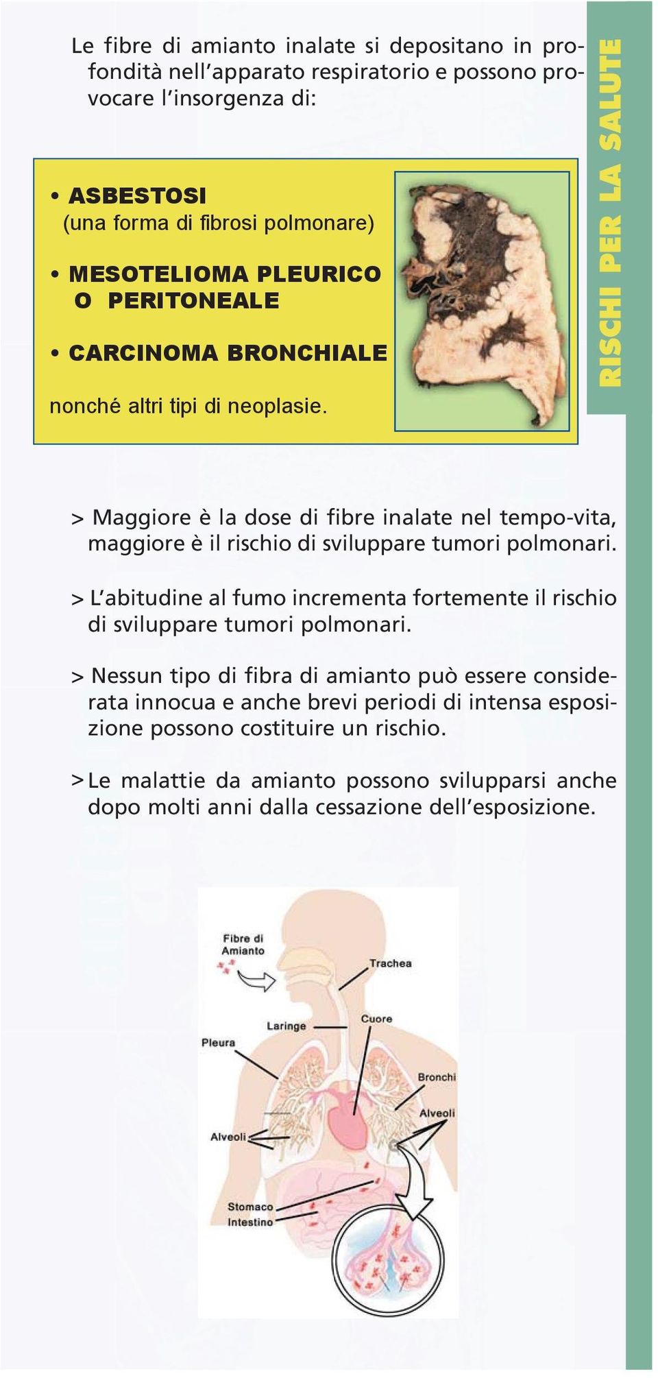 > Maggiore è la dose di fibre inalate nel tempo-vita, maggiore è il rischio di sviluppare tumori polmonari.