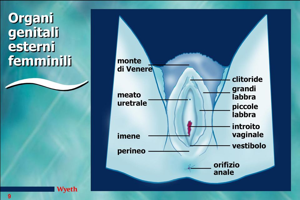 perineo orifizio anale clitoride grandi