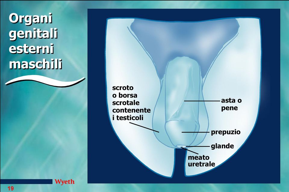 scrotale contenente i testicoli