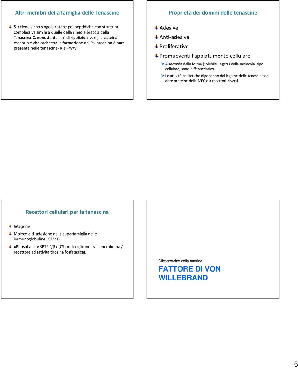 Proprietà dei domini delle tenascine Adesive Anti adesive Proliferative Promuoventi l appiattimento cellulare A seconda della forma (solubile, legata) della molecola, tipo cellulare, stato