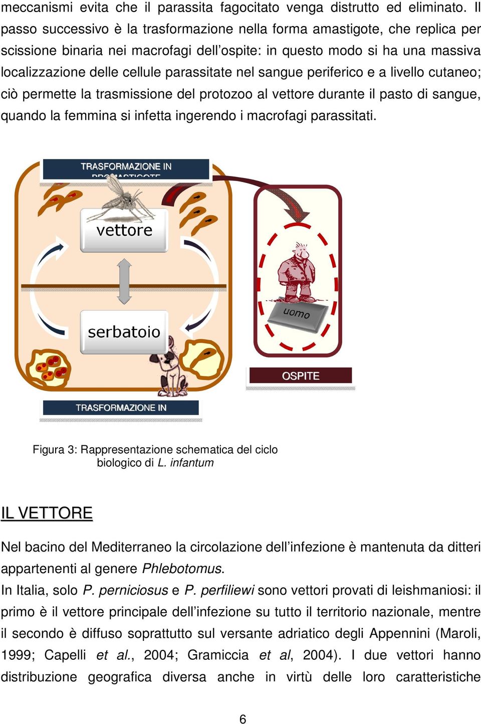 nel sangue periferico e a livello cutaneo; ciò permette la trasmissione del protozoo al vettore durante il pasto di sangue, quando la femmina si infetta ingerendo i macrofagi parassitati.