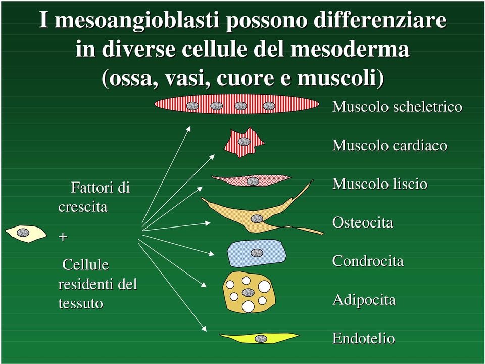 scheletrico Muscolo cardiaco Fattori di crescita + Cellule