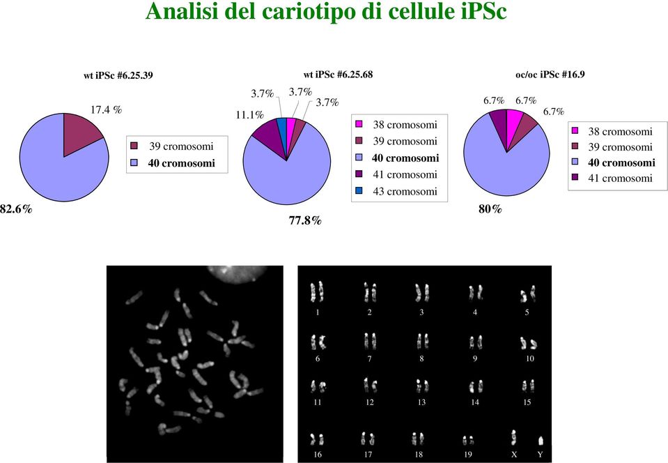 8% 38 cromosomi 39 cromosomi 4 cromosomi 41 cromosomi 43 cromosomi 6.7% 6.7% 8% 6.