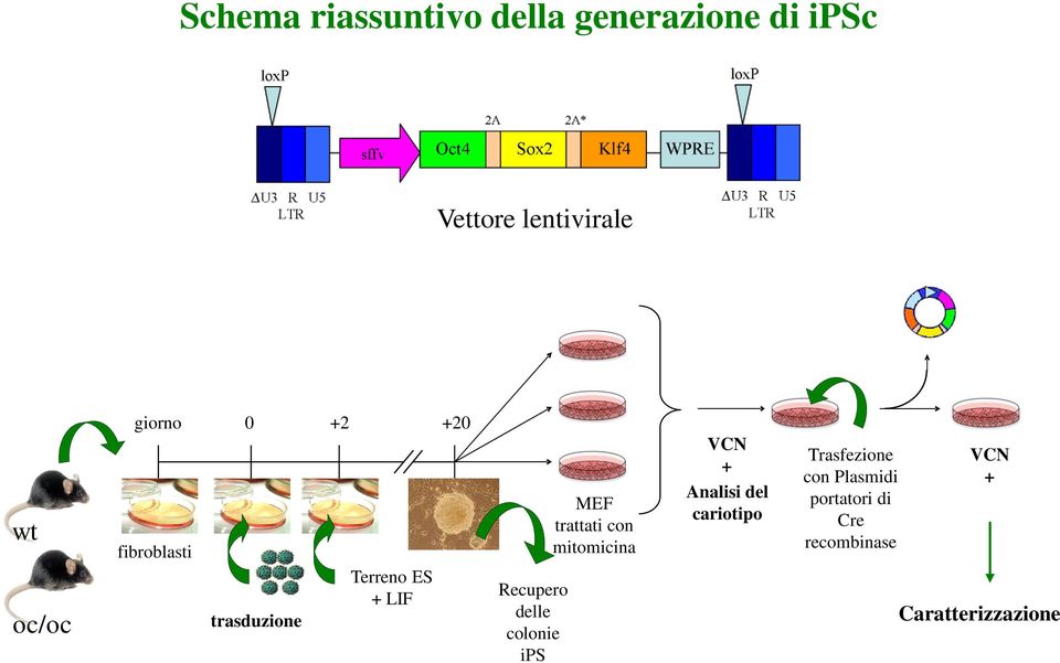 delle colonie ips MEF trattati con mitomicina VCN + Analisi del