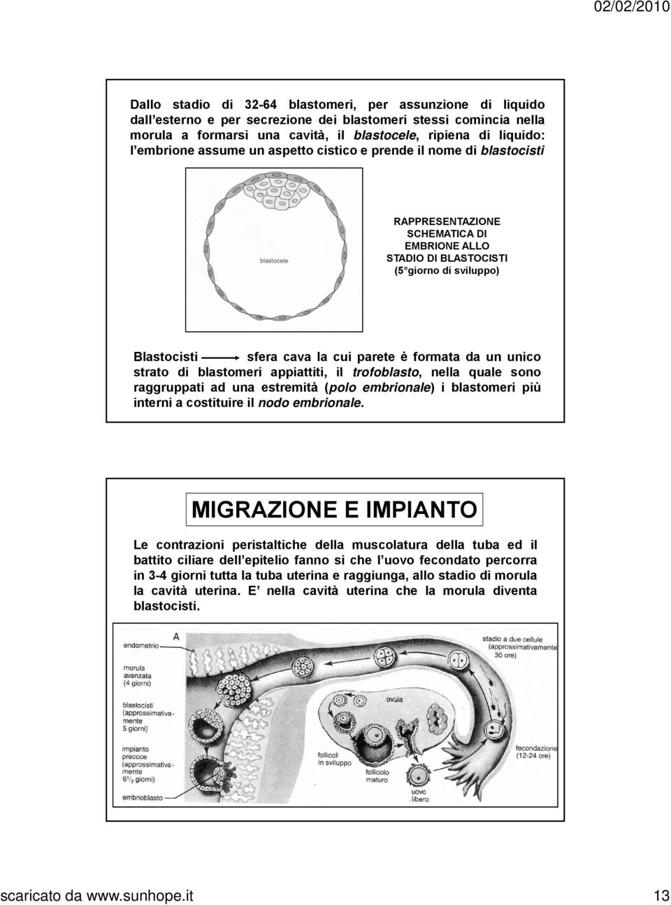 formata da un unico strato di blastomeri appiattiti, il trofoblasto, nella quale sono raggruppati ad una estremità (polo embrionale) i blastomeri più interni a costituire il nodo embrionale.