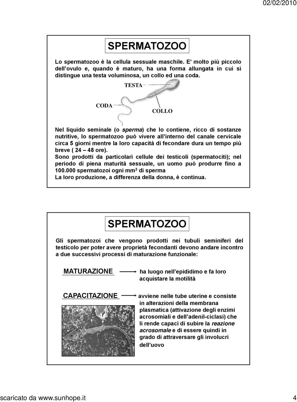 fecondare dura un tempo più breve(24 48ore). Sono prodotti da particolari cellule dei testicoli (spermatociti); nel periodo di piena maturità sessuale, un uomo può produrre fino a 100.