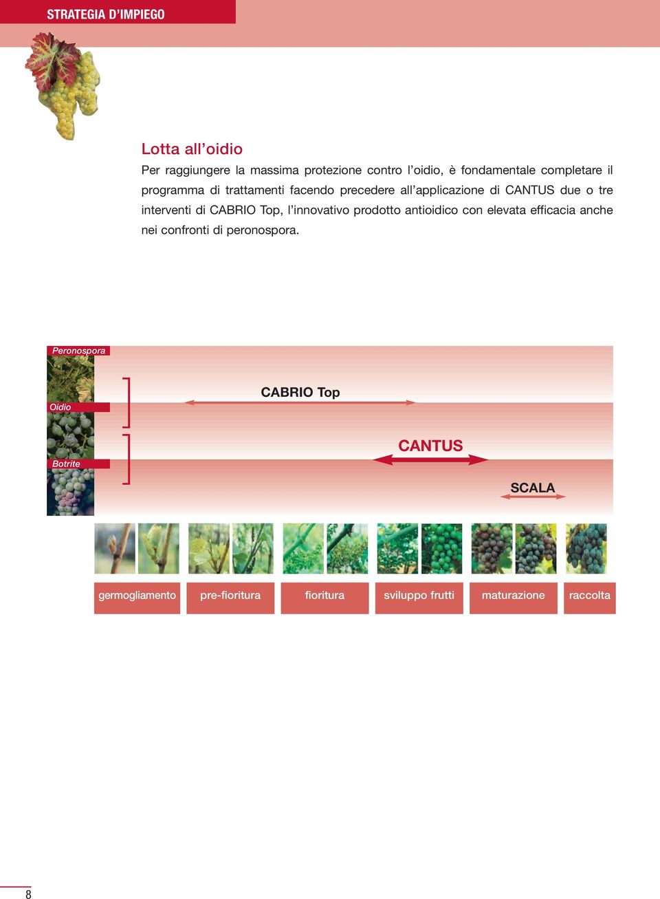 Top, l innovativo prodotto antioidico con elevata efficacia anche nei confronti di peronospora.