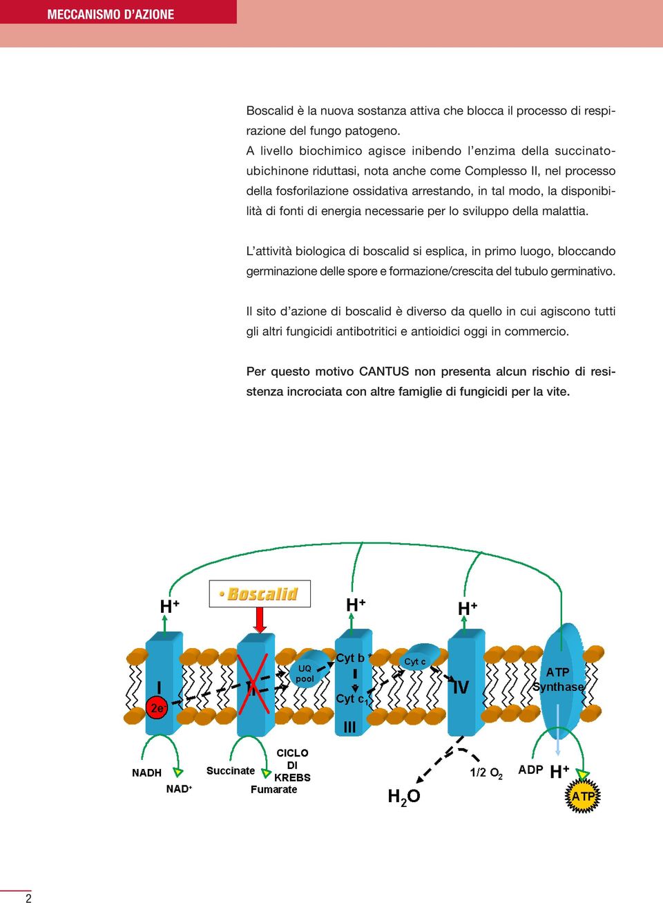 disponibilità di fonti di energia necessarie per lo sviluppo della malattia.