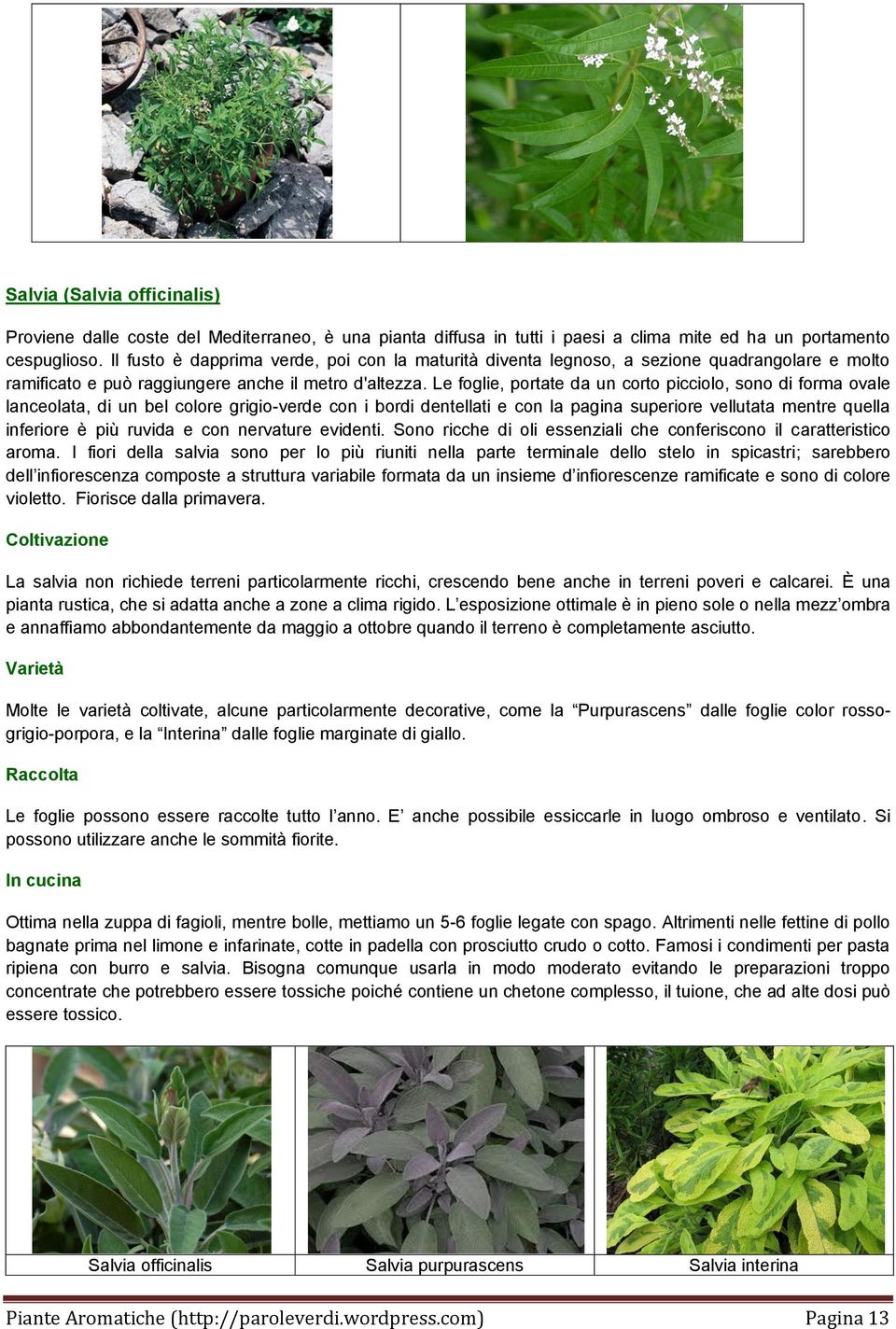 Le foglie, portate da un corto picciolo, sono di forma ovale lanceolata, di un bel colore grigio-verde con i bordi dentellati e con la pagina superiore vellutata mentre quella inferiore è più ruvida