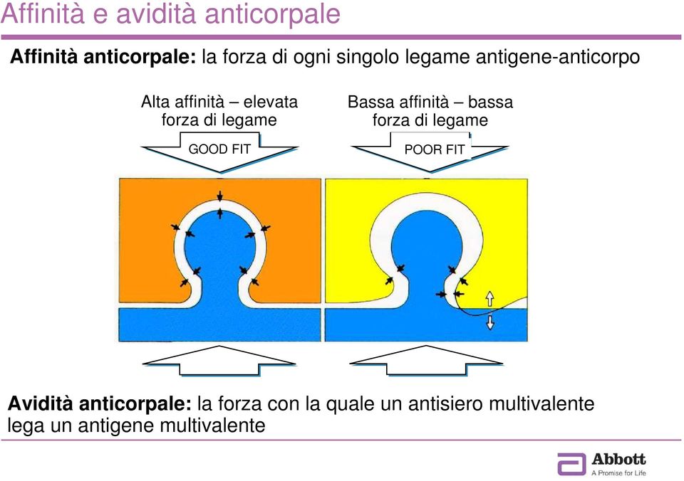 GOOD FIT Bassa affinità bassa forza di legame POOR FIT Avidità