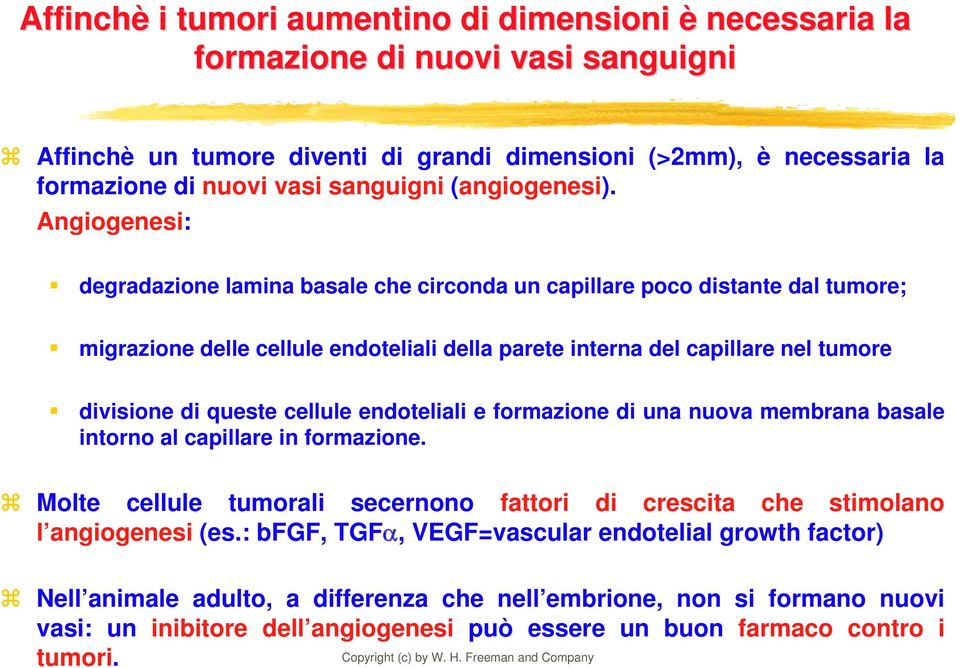 Angiogenesi: degradazione lamina basale che circonda un capillare poco distante dal tumore; migrazione delle cellule endoteliali della parete interna del capillare nel tumore divisione di queste