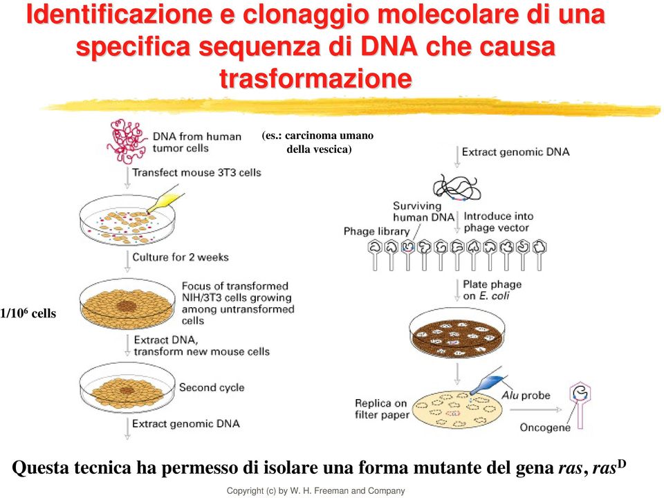 : carcinoma umano della vescica) 1/10 6 cells Questa