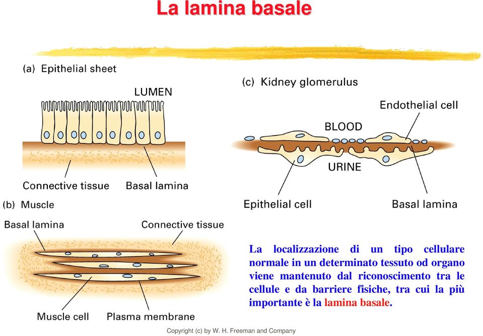 viene mantenuto dal riconoscimento tra le cellule e da