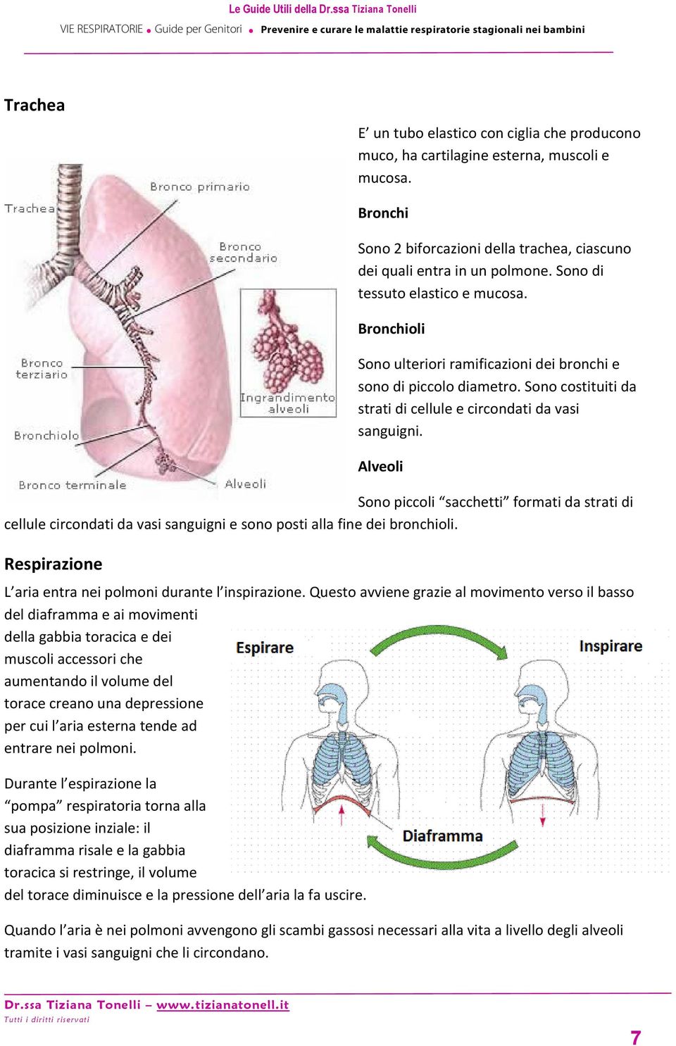 Bronchi Sono 2 biforcazioni della trachea, ciascuno dei quali entra in un polmone. Sono di tessuto elastico e mucosa. Bronchioli Sono ulteriori ramificazioni dei bronchi e sono di piccolo diametro.