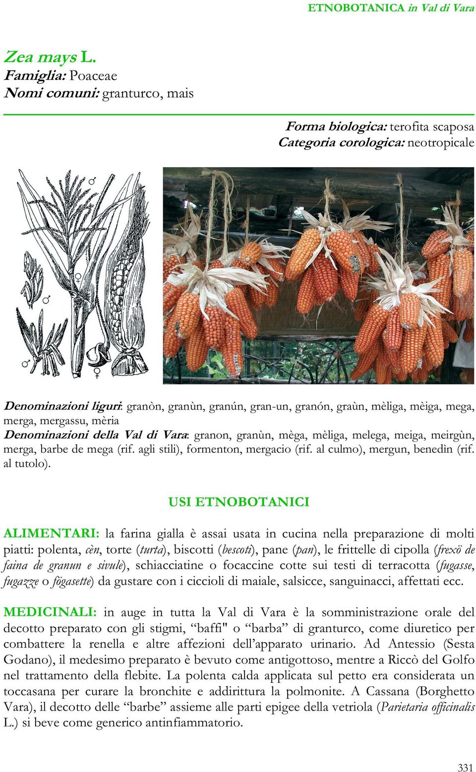 mèiga, mega, merga, mergassu, mèria Denominazioni della Val di Vara: granon, granùn, mèga, mèliga, melega, meiga, meirgùn, merga, barbe de mega (rif. agli stili), formenton, mergacio (rif.