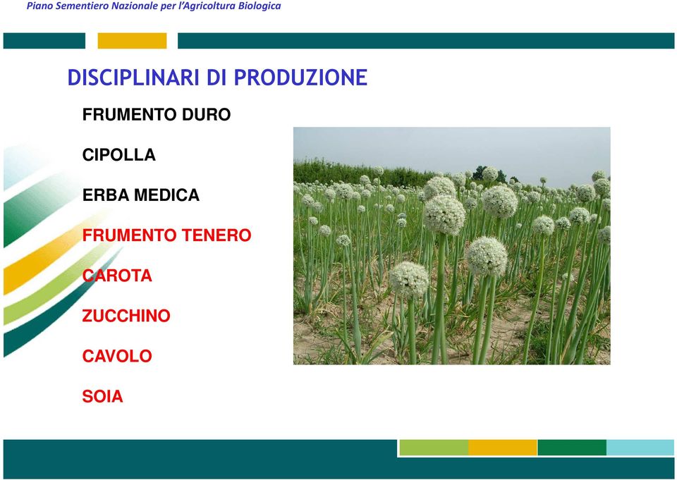 DI PRODUZIONE FRUMENTO DURO CIPOLLA