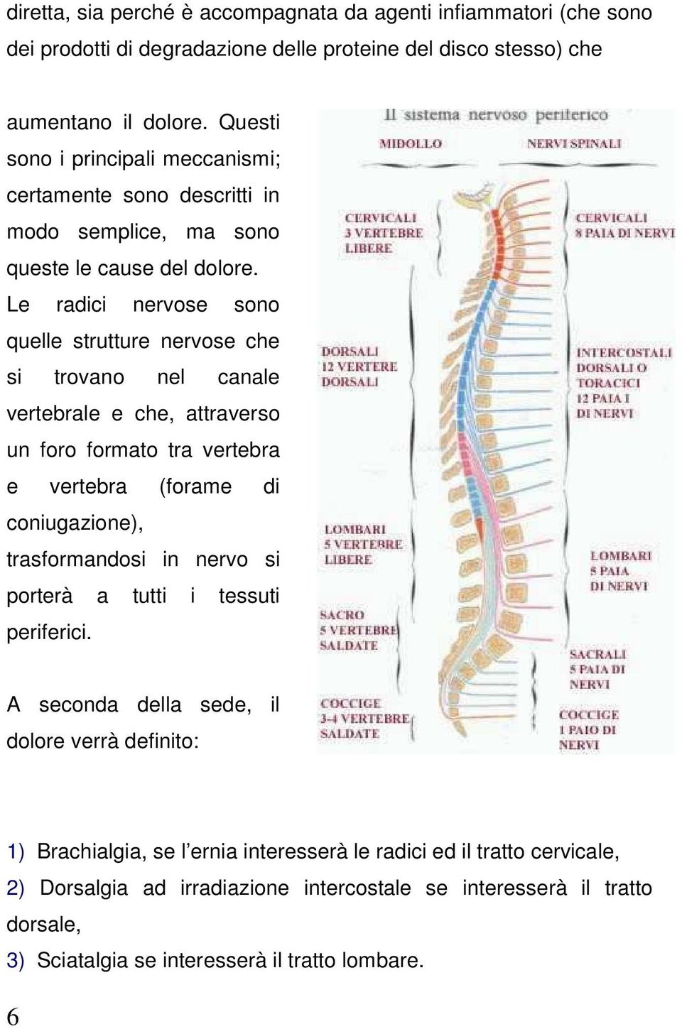 Le radici nervose sono quelle strutture nervose che si trovano nel canale vertebrale e che, attraverso un foro formato tra vertebra e vertebra (forame di coniugazione), trasformandosi in